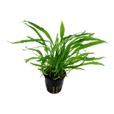 008A 針葉鐵皇冠 Microsorum pteropus 'Narrow'
